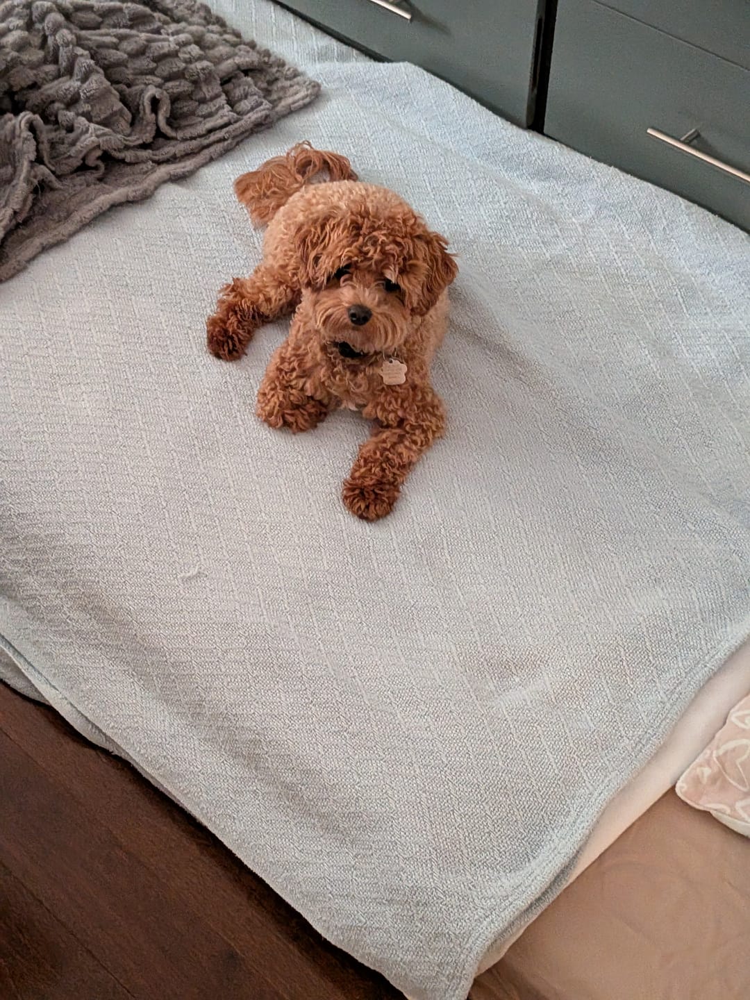 Customer photo review of PEASY (Stress, Anxiété, Nervosité) pour chiens et chats