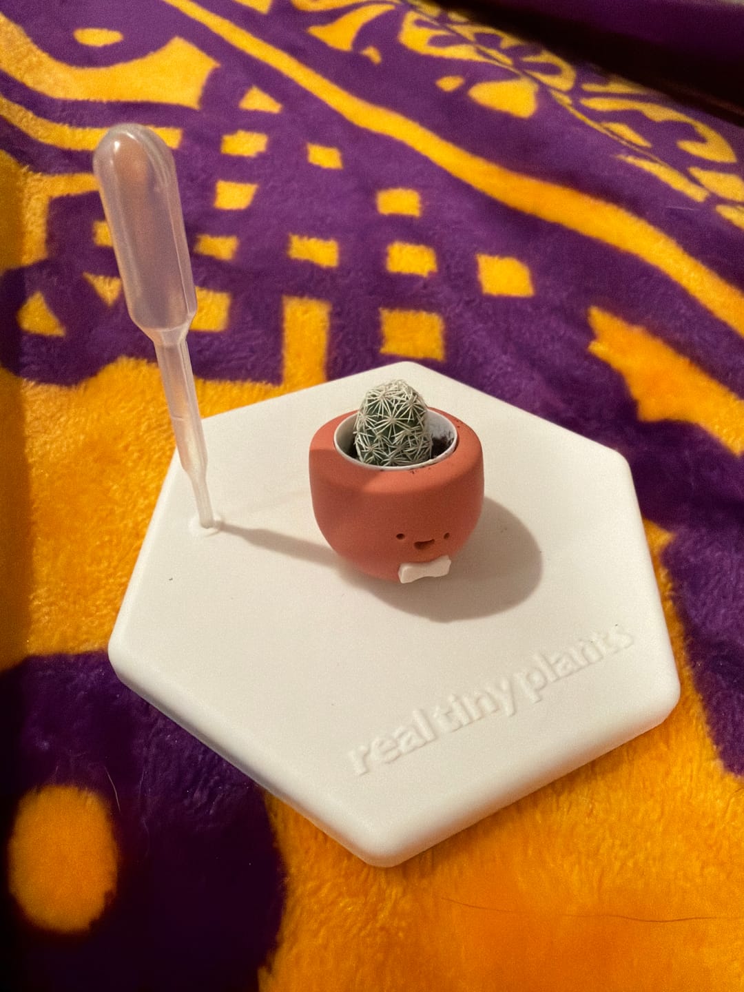 Customer photo review of Mystery Pool