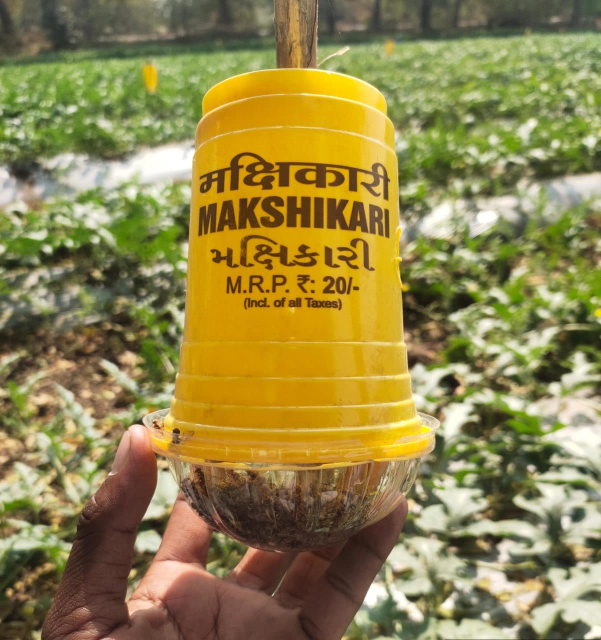 Customer photo review of Makshikari Lure & Trap for Fruit Fly Control