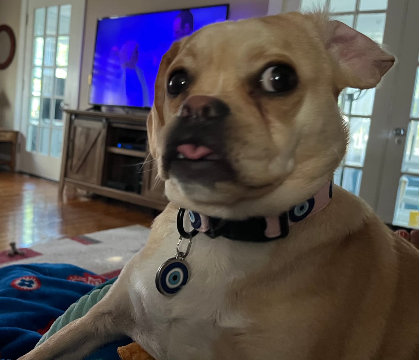Customer photo review of Evil Eye Protection Dog Collar (Pink) — Shield Your Pup's Spirit