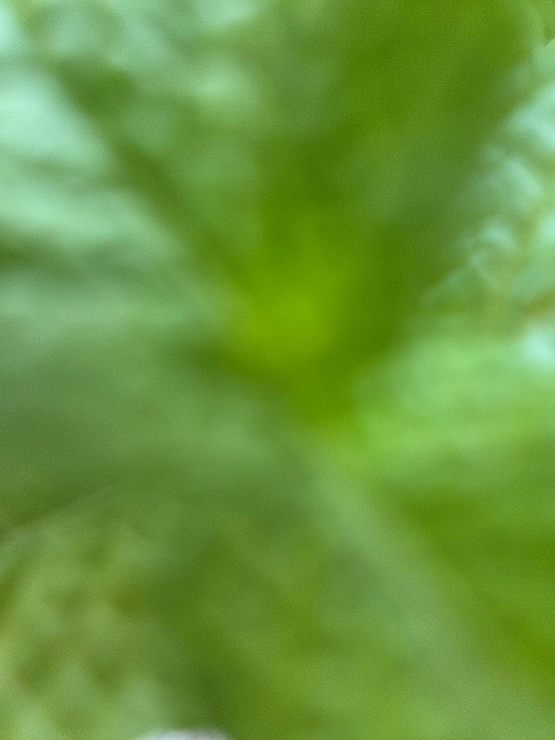 Customer photo review of Alien OG - 4 Grams - Indica