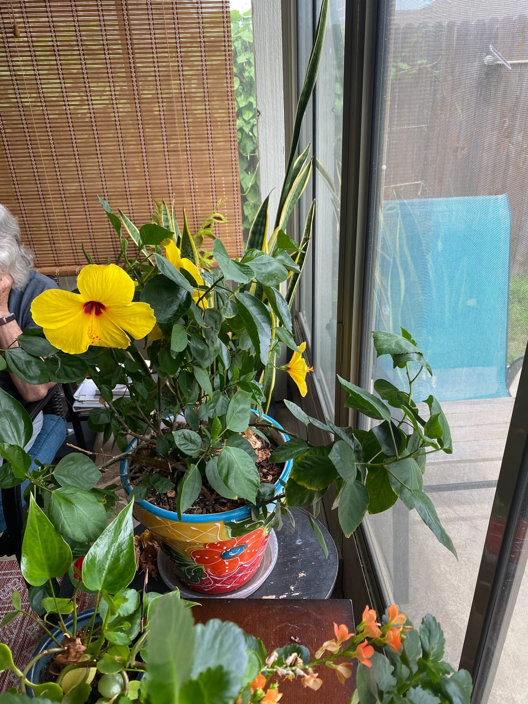 Customer photo review of Plant Care Kit for Indoor Plants