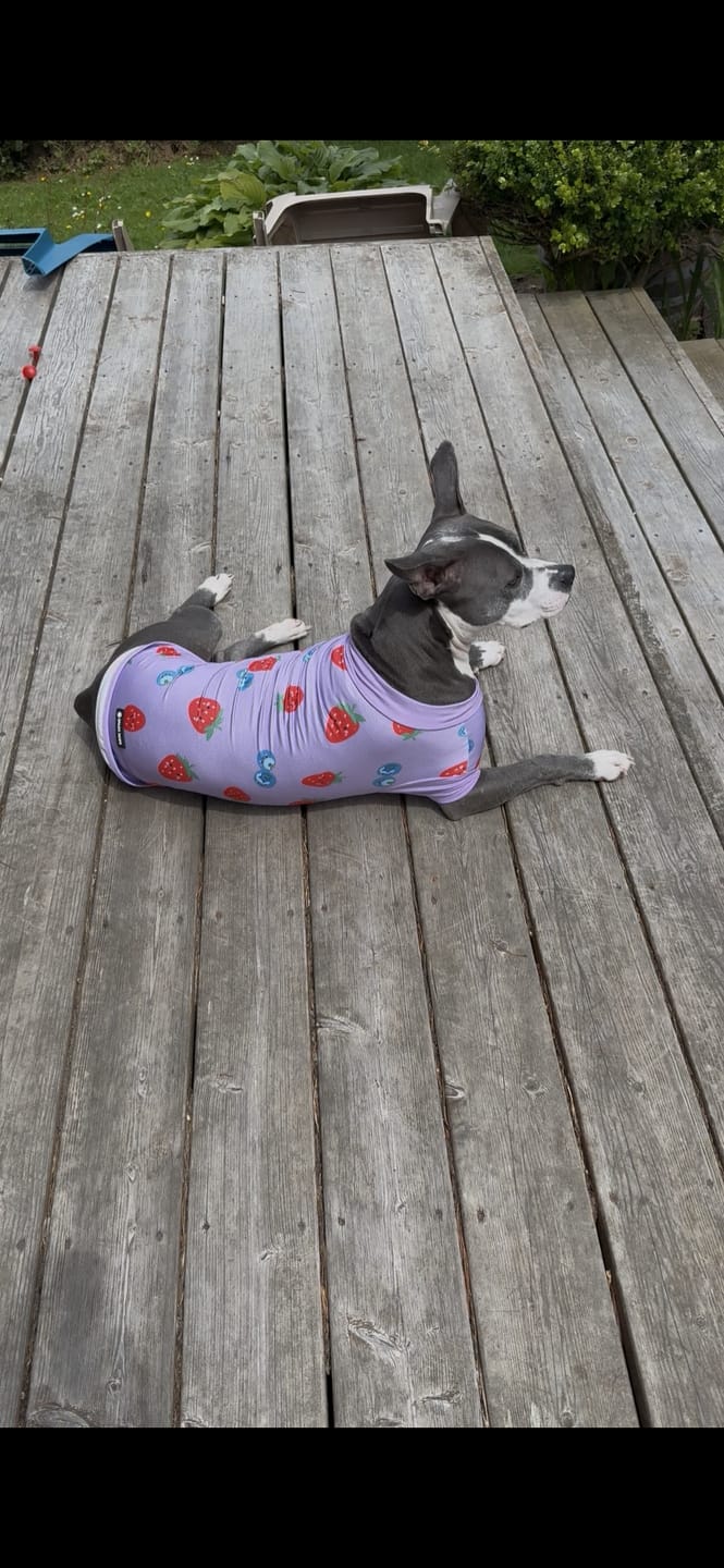 Customer photo review of Sunblock Dog T-Shirt - Berries