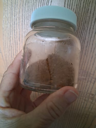 Customer photo review of Beef Liver