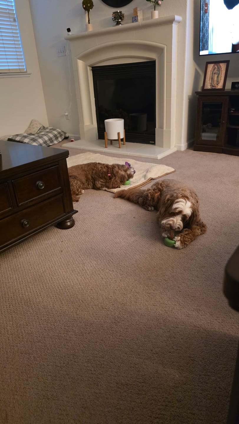 Customer photo review of 6 Inch Thick Bully Stick