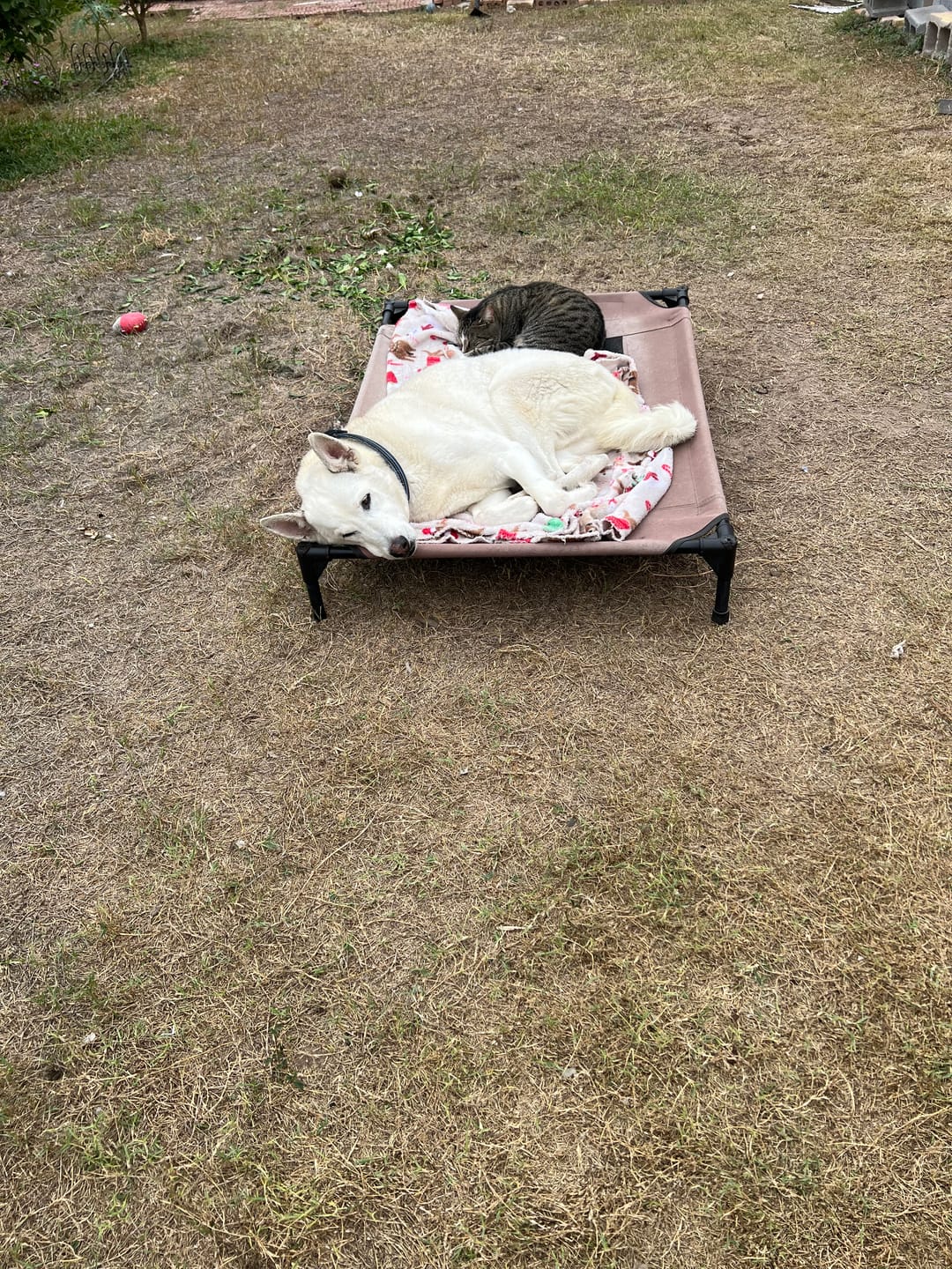 Customer photo review of Seizures - Dogs