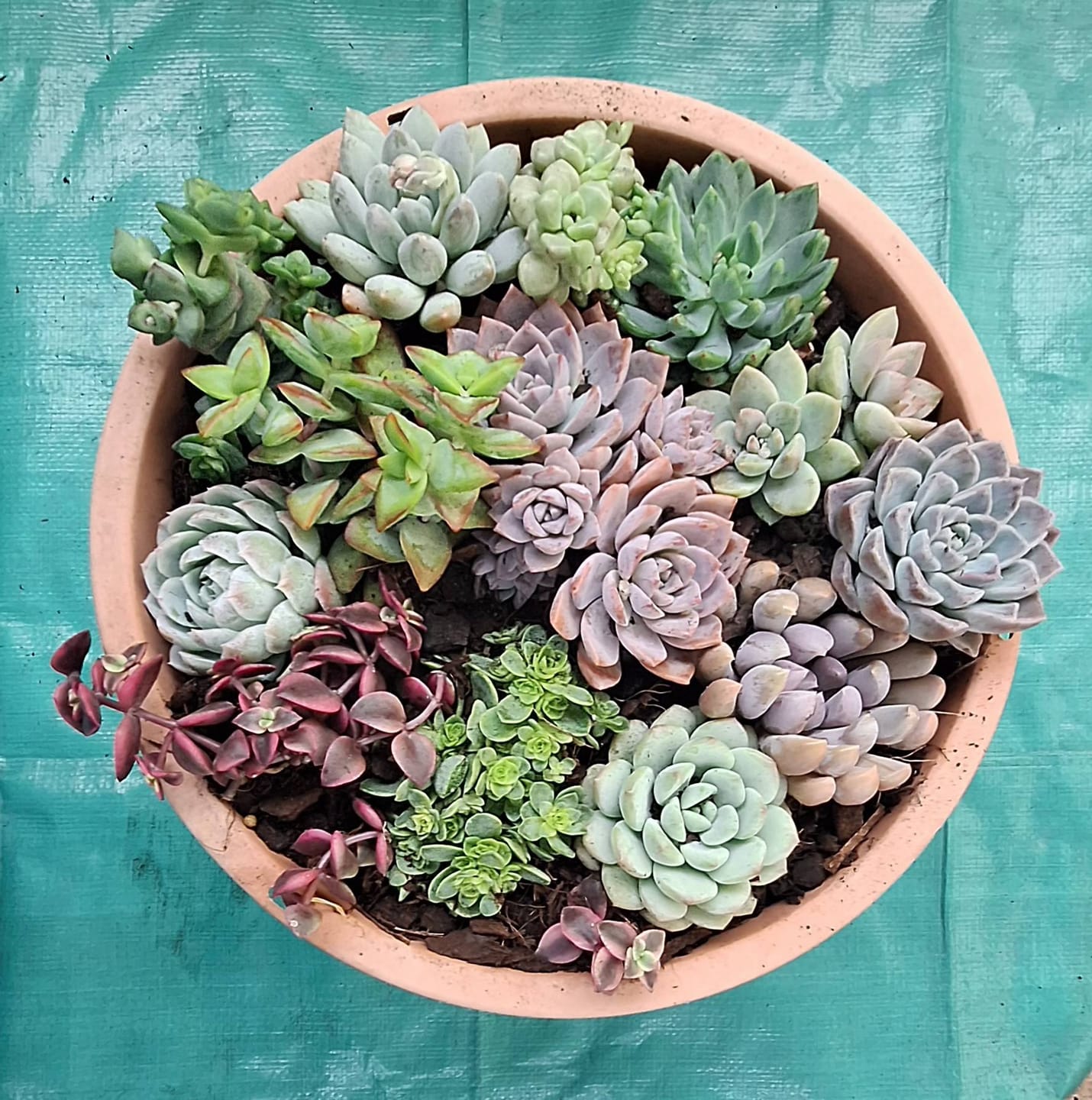 Customer photo review of Bulk Mixed Succulent Value Packs
