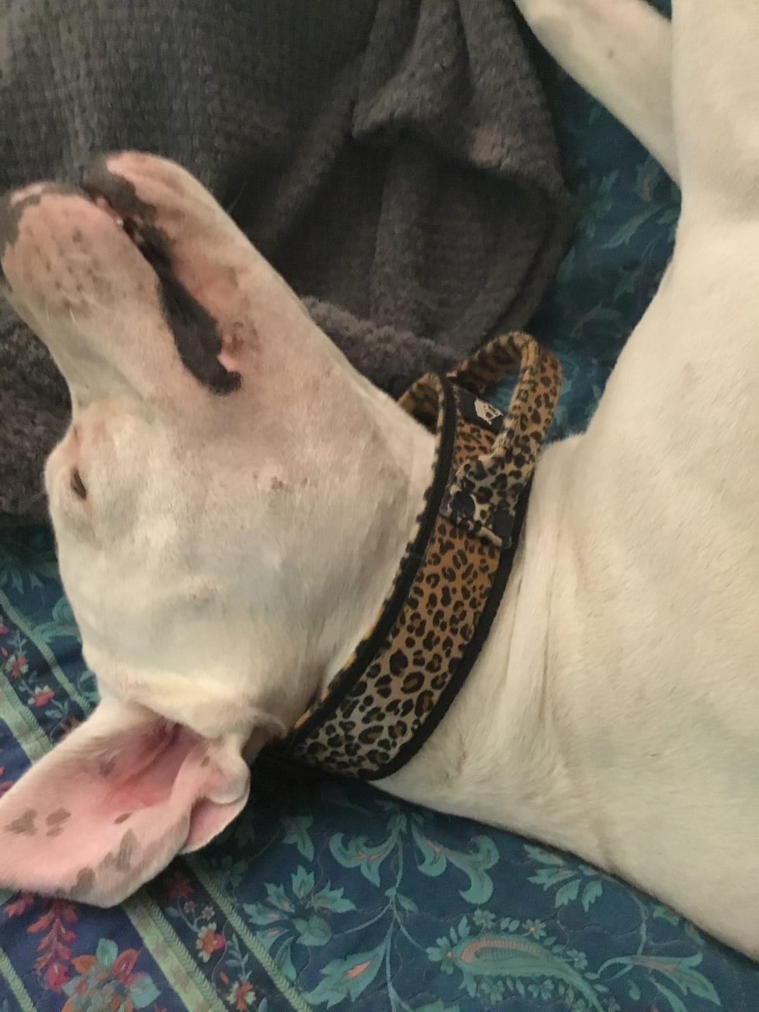 Customer photo review of Extreme Buckle Leopard - Starkt och säkert hundhalsband