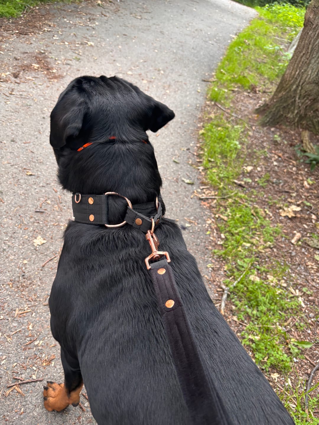 Customer photo review of Martingale Rose Edition Svart - Brett fodrat halsband halvstryp