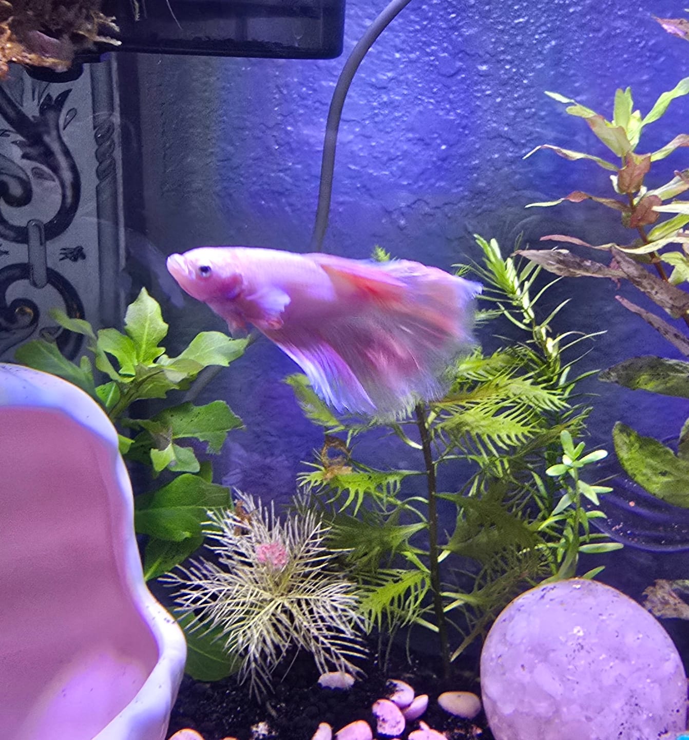 Customer photo review of Pink Sakura Halfmoon Male Betta Fish | Grower Pick
