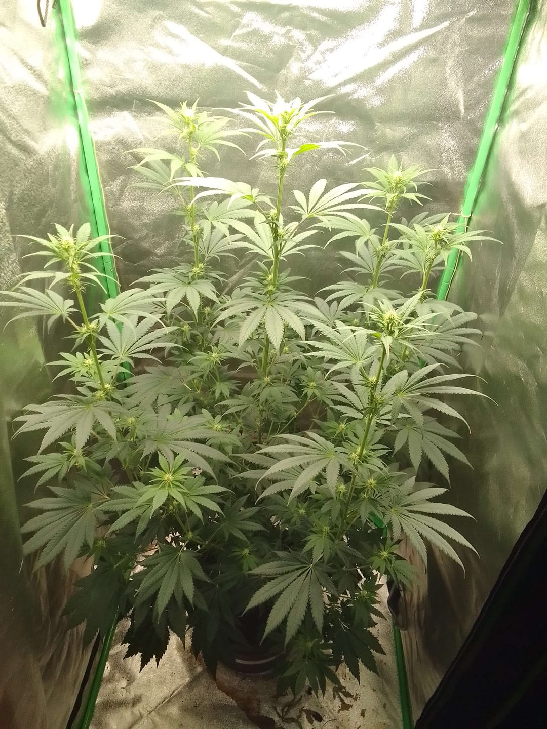 Customer photo review of DICHT3R - 40% Superior Blüten - Grow-Rilla Glue