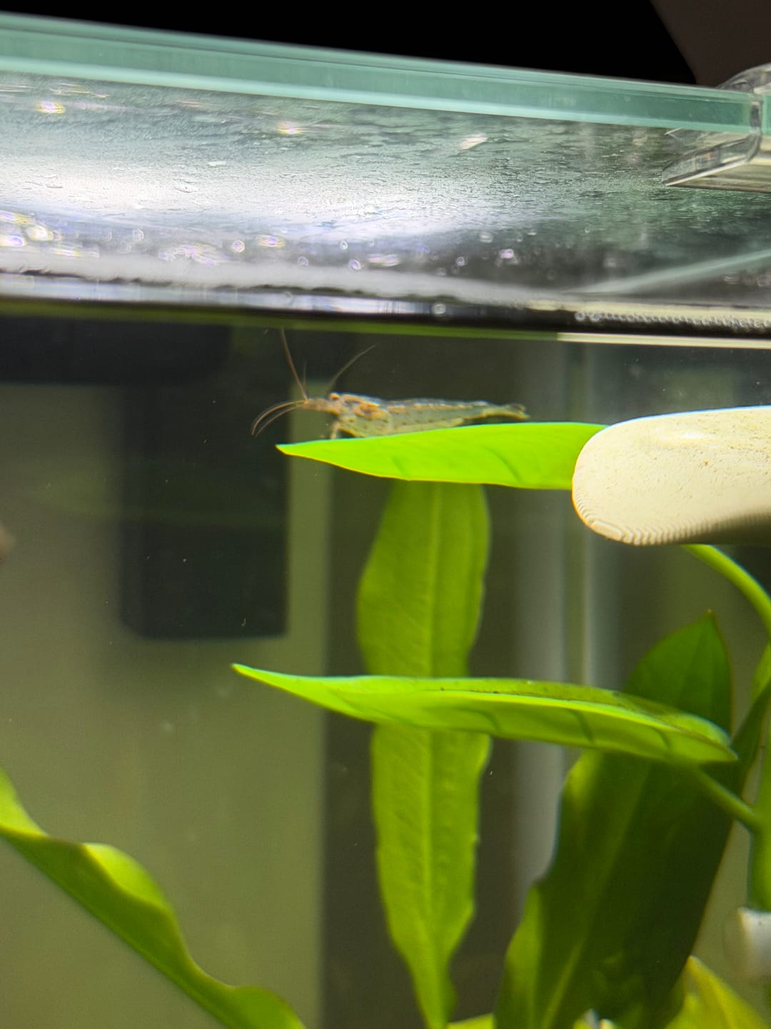 Customer photo review of Amano Shrimp