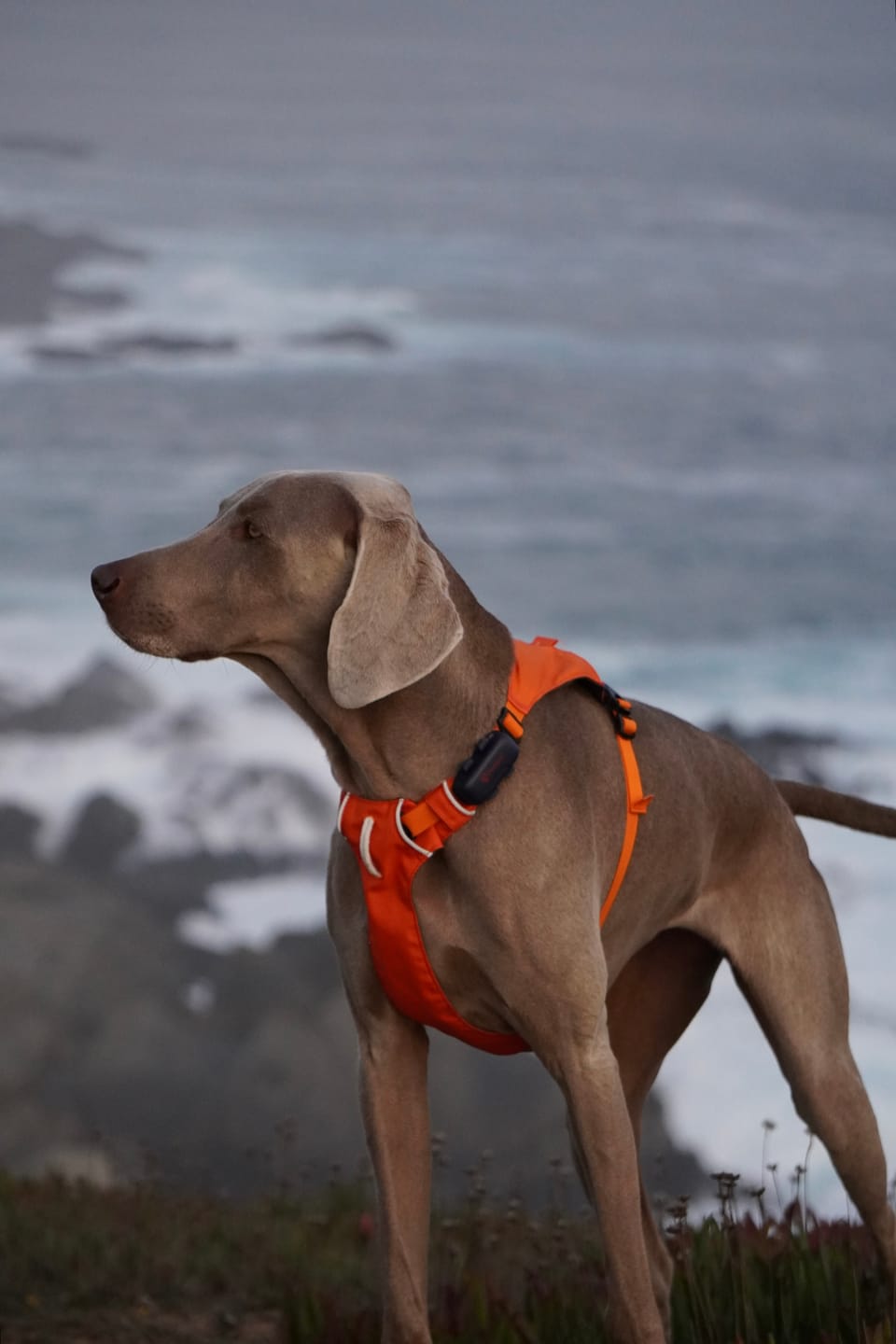 Customer photo review of Rastreador GPS Petfind 2.0