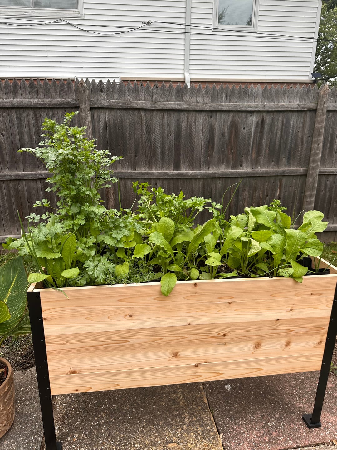 Customer photo review of The July 4th Garden Duo