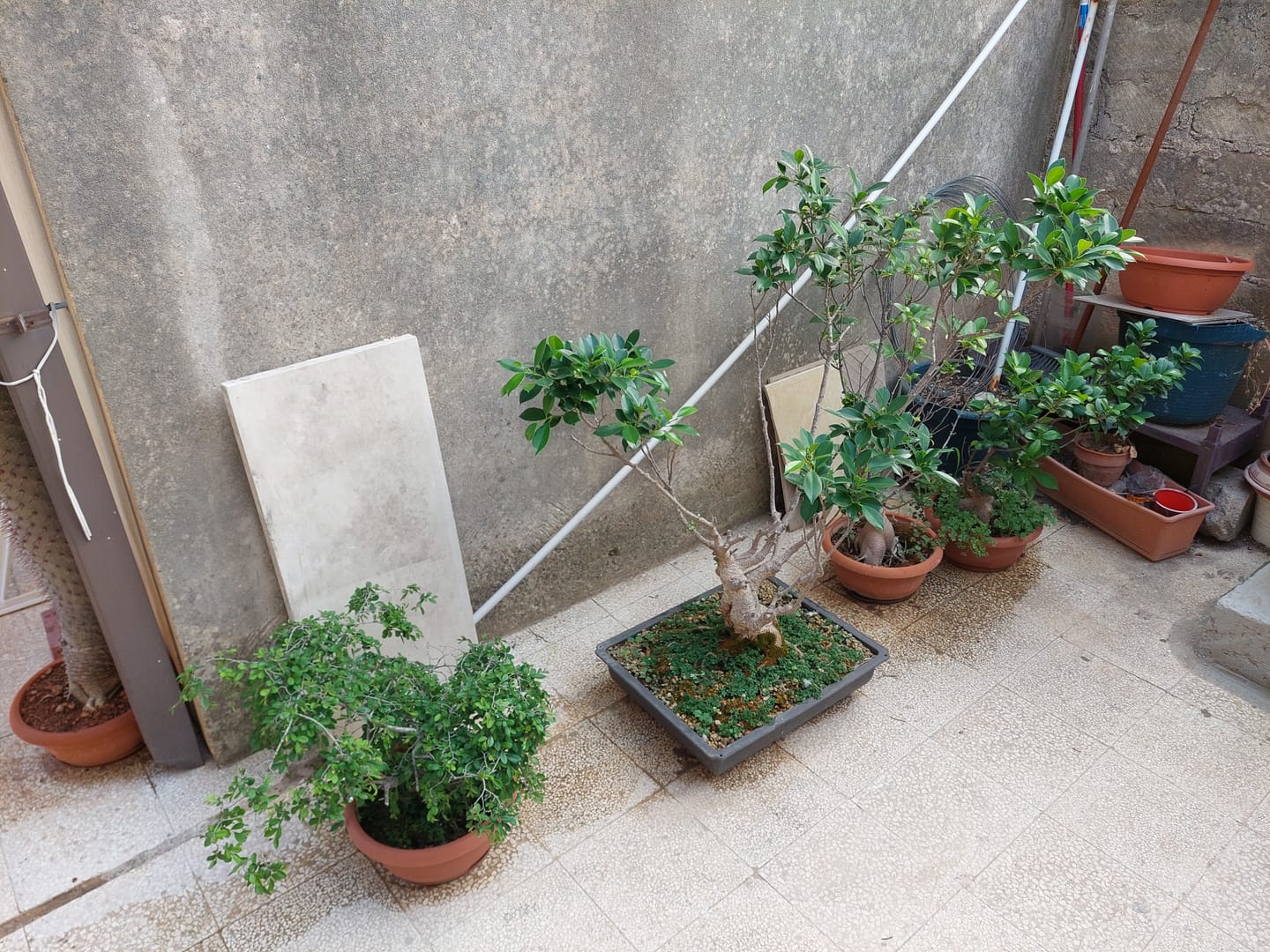 Customer photo review of SUN CONCIME ESTIVO BONSAI CB®