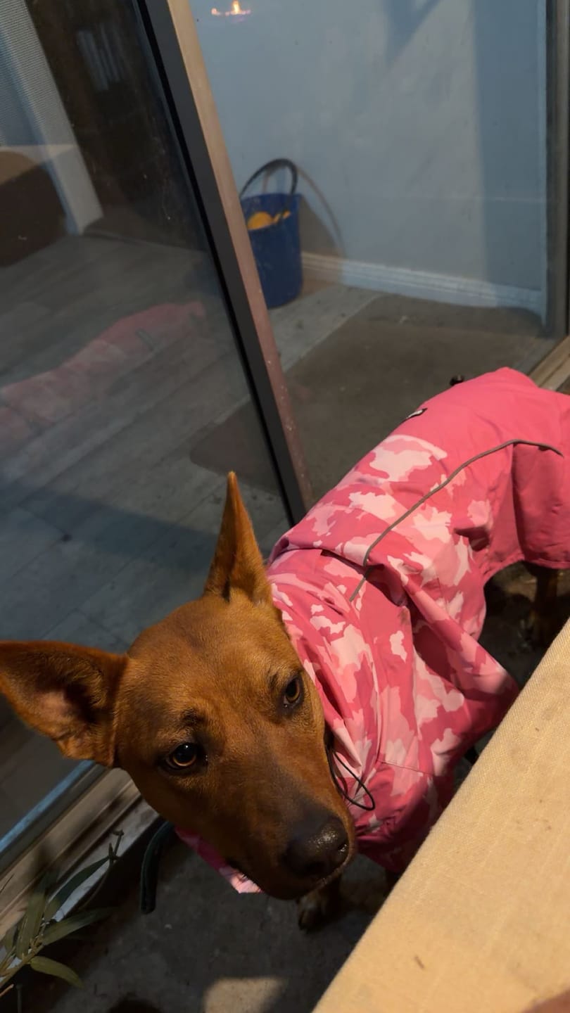 Customer photo review of Essential Dog Hoodie - Blush Pink