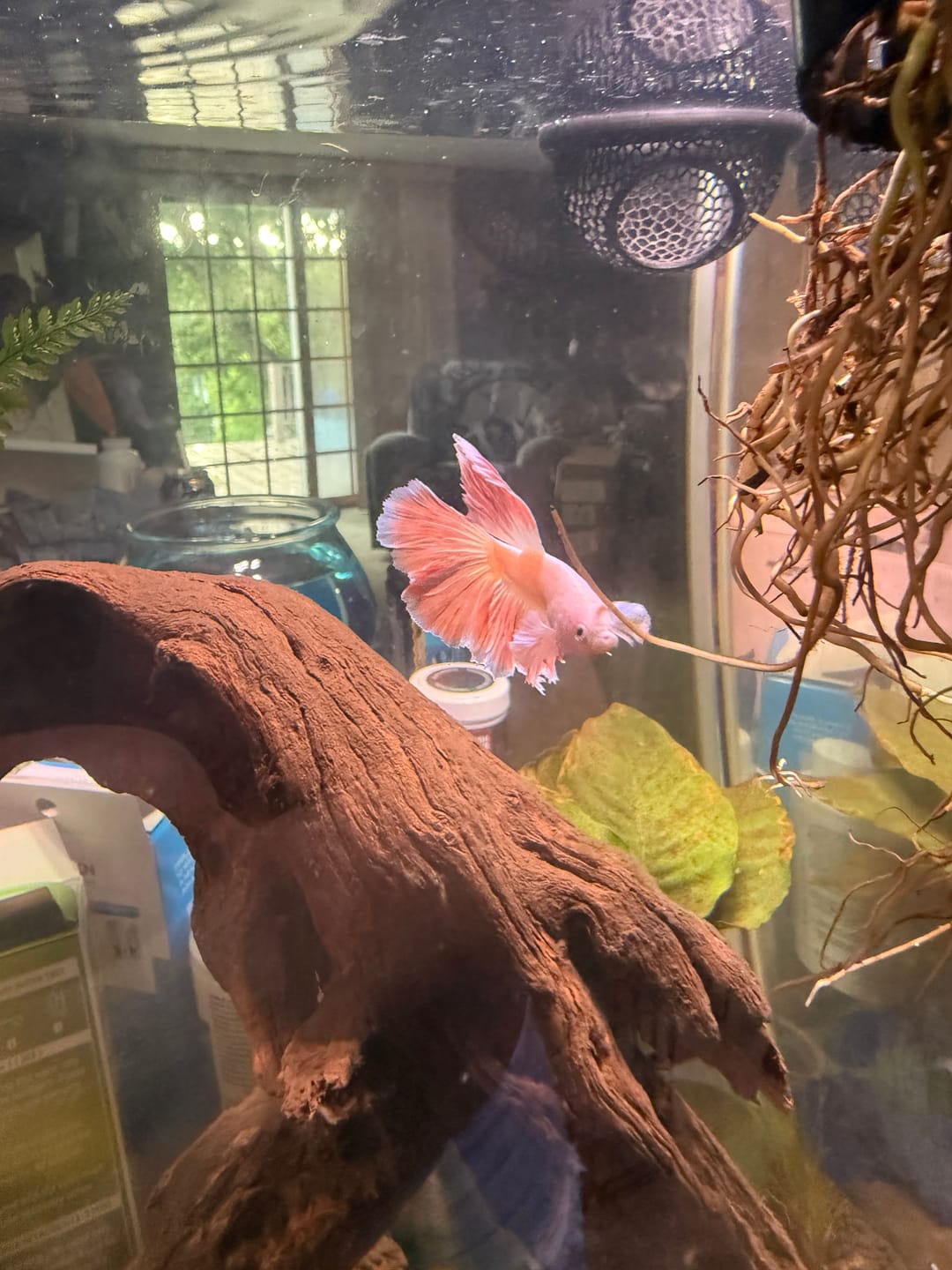 Customer photo review of Pink Halfmoon Male Betta Fish | Grower’s Pick