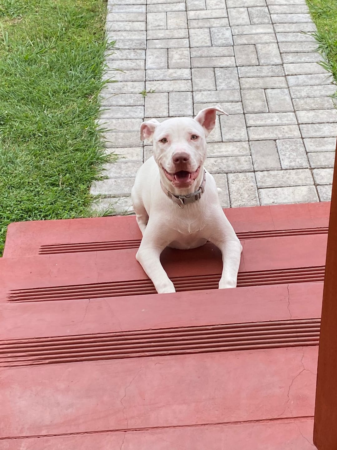 Customer photo review of Doggymin (Skin & Immunity Support For Dogs)