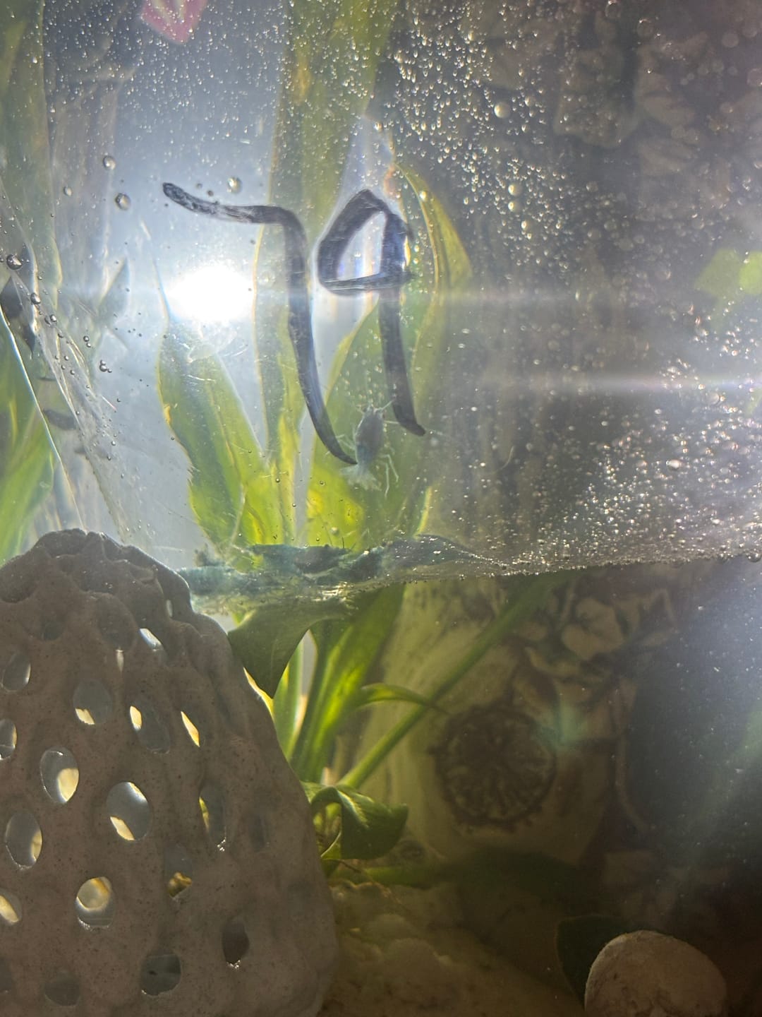 Customer photo review of Blue Velvet Shrimp