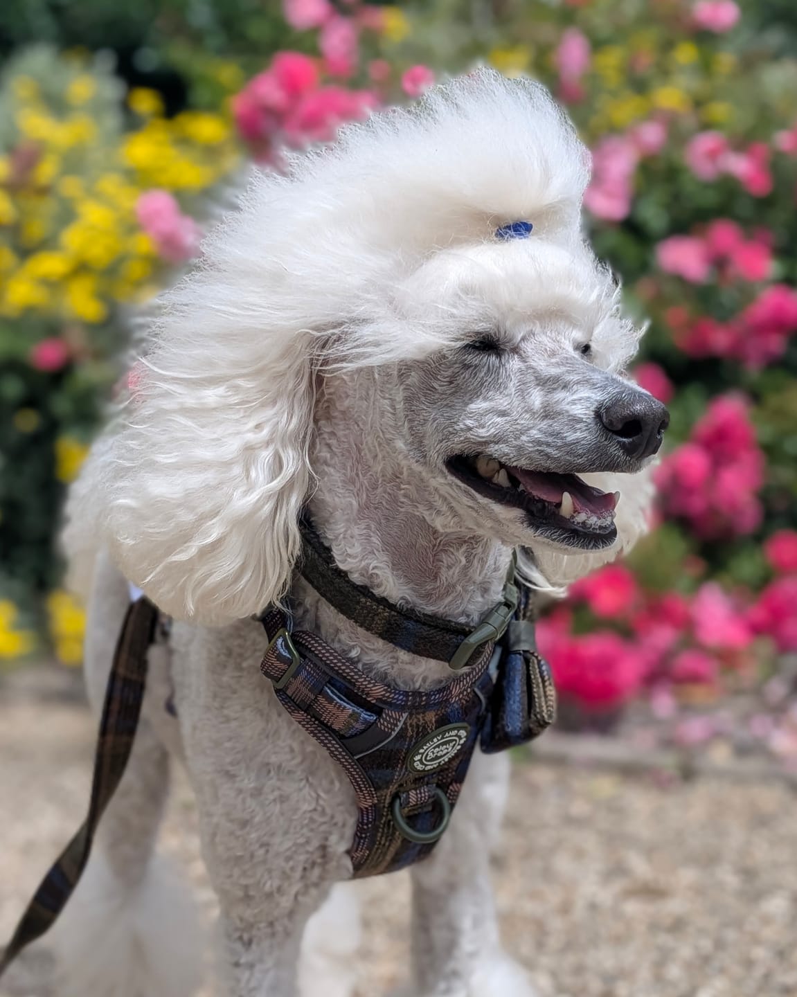 Customer photo review of Trail & Glow Tweed Dog Harness - Colour Drops - Mayfair Tweed