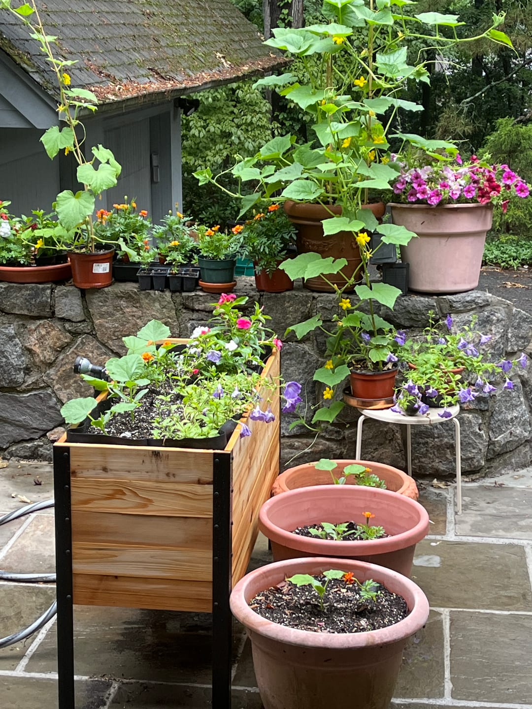 Customer photo review of 18" x 48" Raised Garden Bed - 30" TALL / Garden Grade