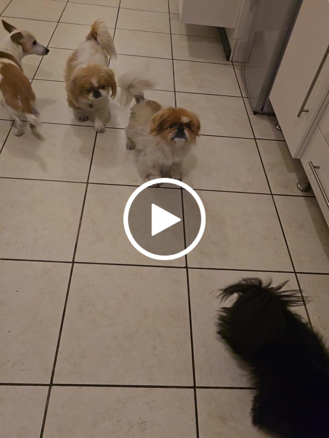 Customer video review of FlexCare (Joint & Movement Support For Dogs)
