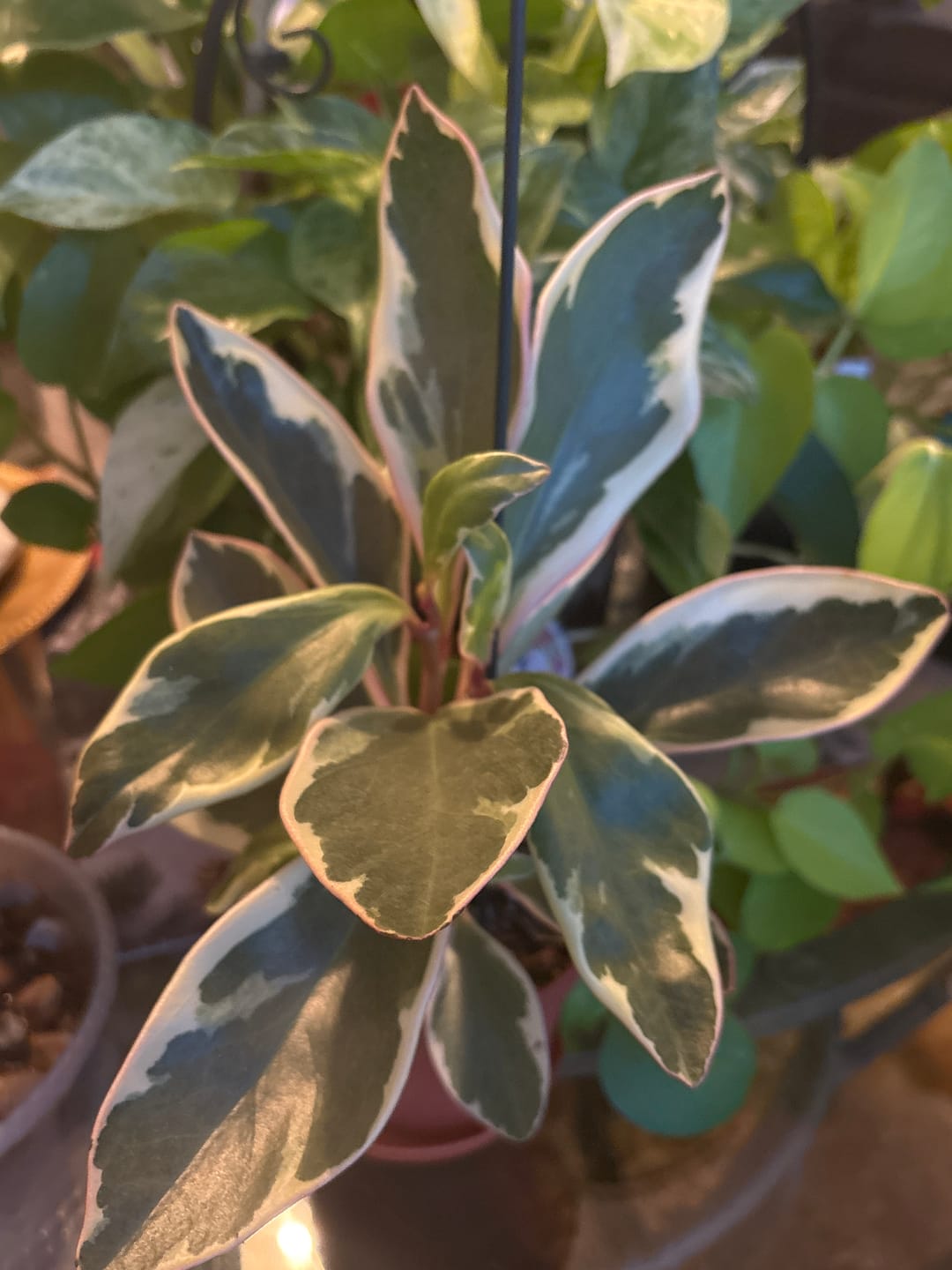 Customer photo review of Peperomia clusiifolia 'Ginny'