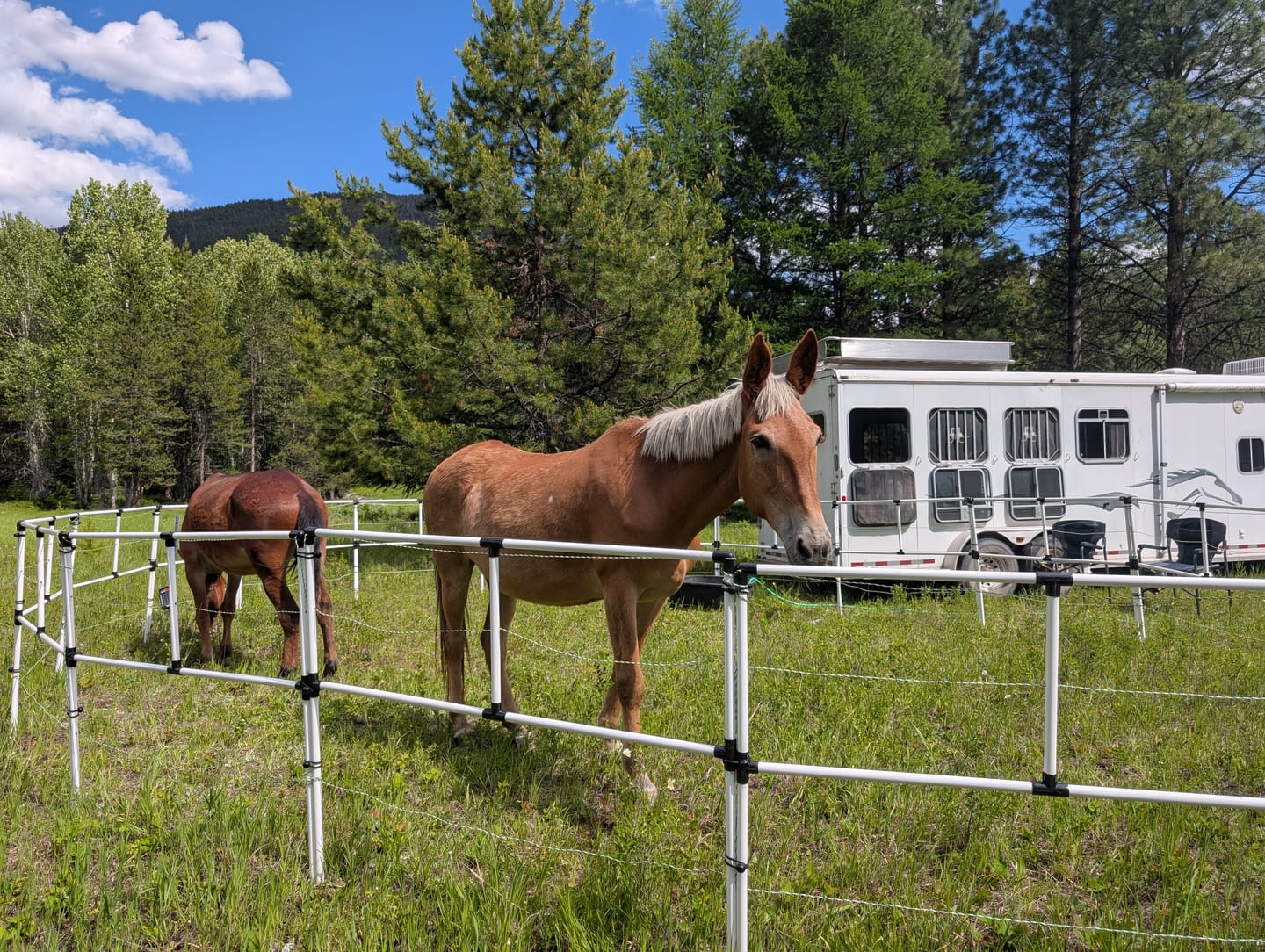Customer photo review of Ready Made Portable Electric Horse Corral Fencing: (Electric EconoLine 14+4=18 Panels; 2 Rails)