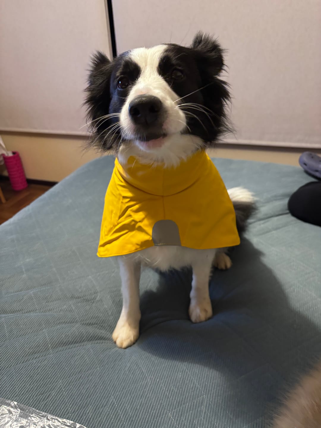 Customer photo review of Impermeable Urbano Perro Fitz Roy -  Amarilla - Sheepdogz®