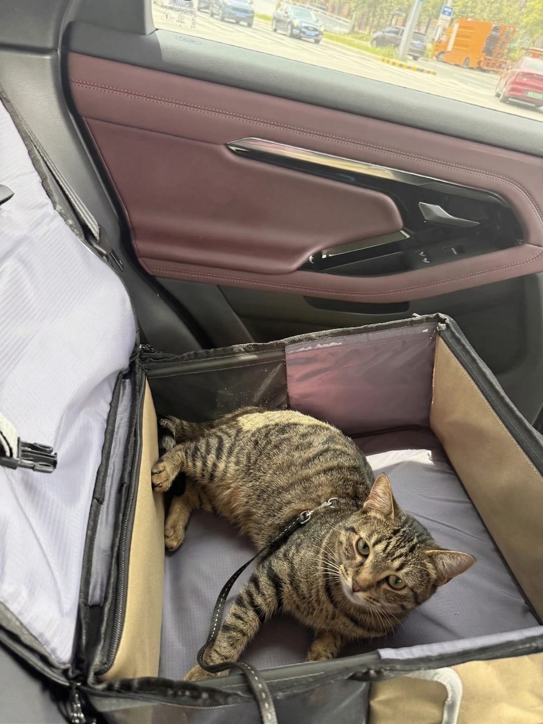 Customer photo review of Pet 2-in-1 Car Seat & Backpack with Seatback Protector – Foldable Design