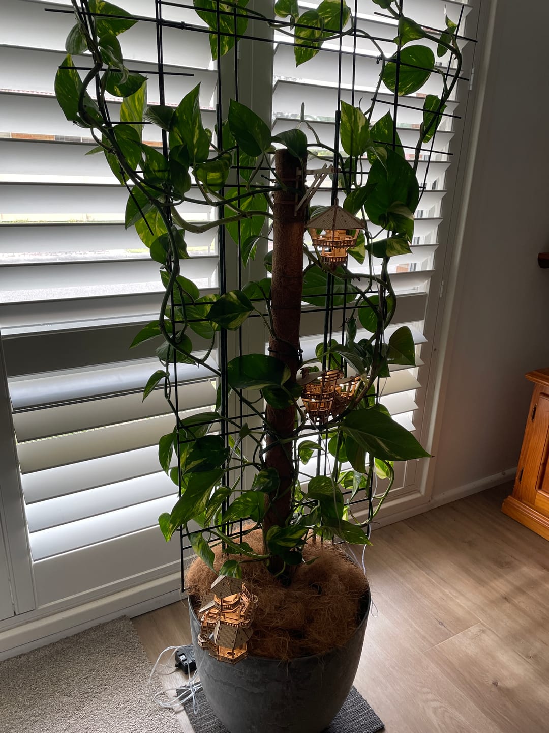 Customer photo review of Solar Lights