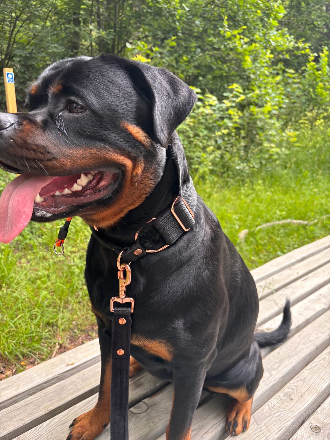 Customer photo review of Guard Leash Rose Edition Svart - Väktarkoppel med extra handtag