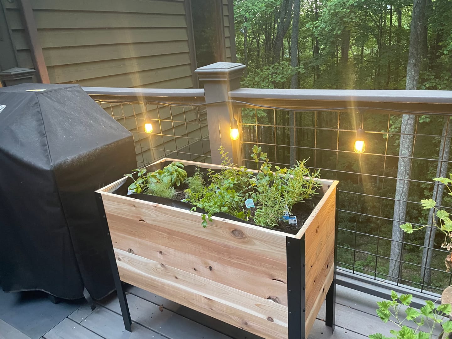 Customer photo review of 18" x 36" Raised Garden Bed - 30" TALL / Garden Grade