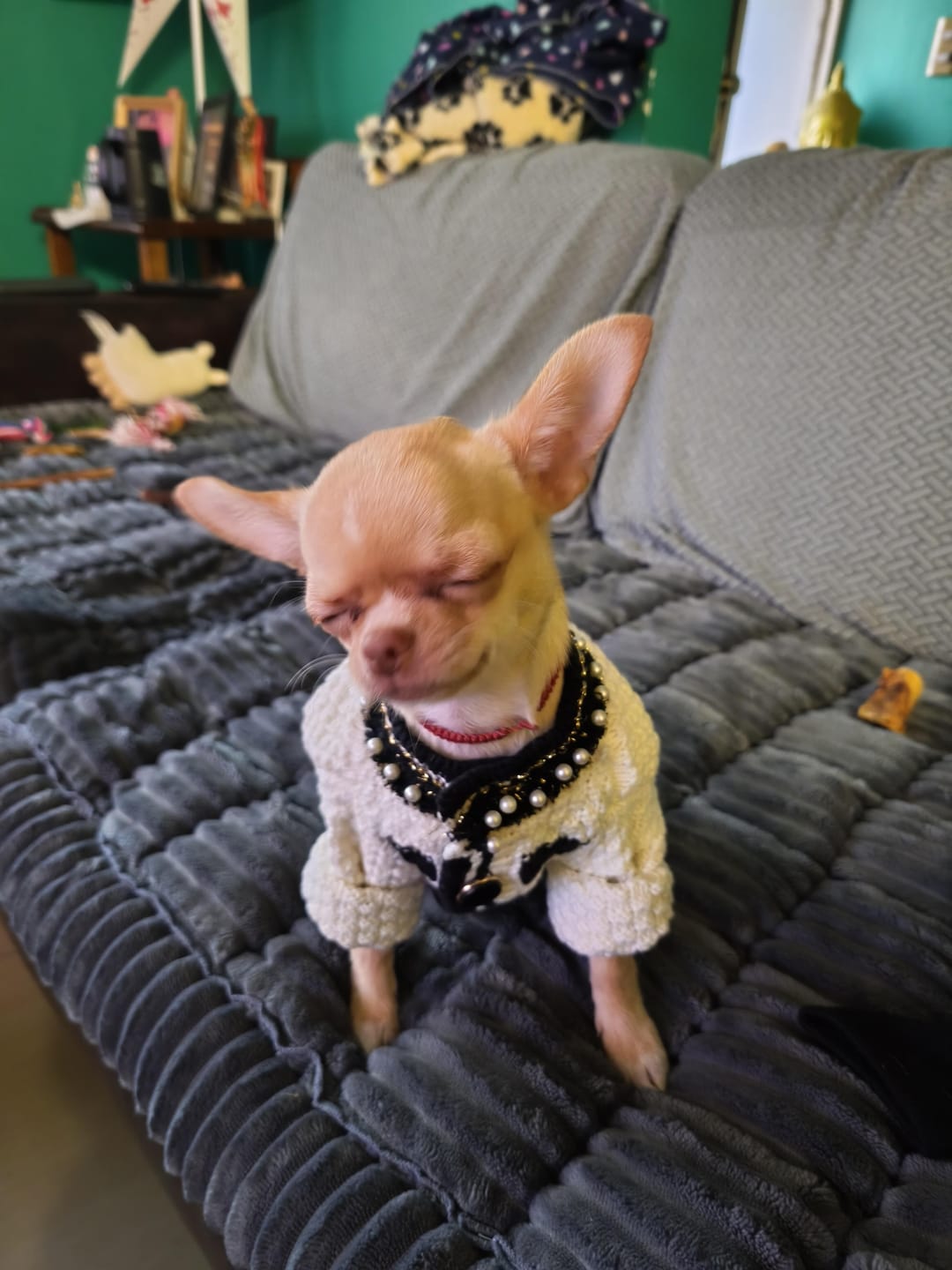 Customer photo review of Chaleco Tejido para Perros París