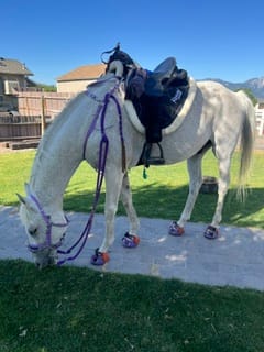 Customer photo review of Renegade® Viper Vivid™ Hoof Boot - Mystic Purple