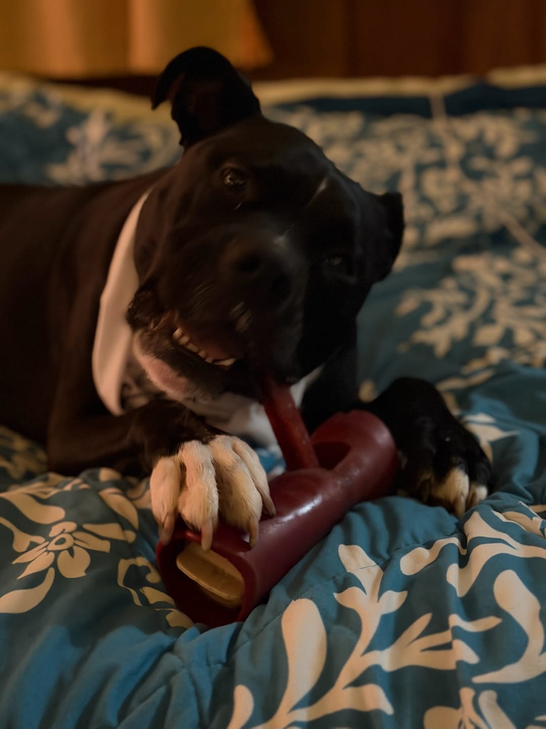 Customer photo review of 12 Inch Jumbo Bully Stick