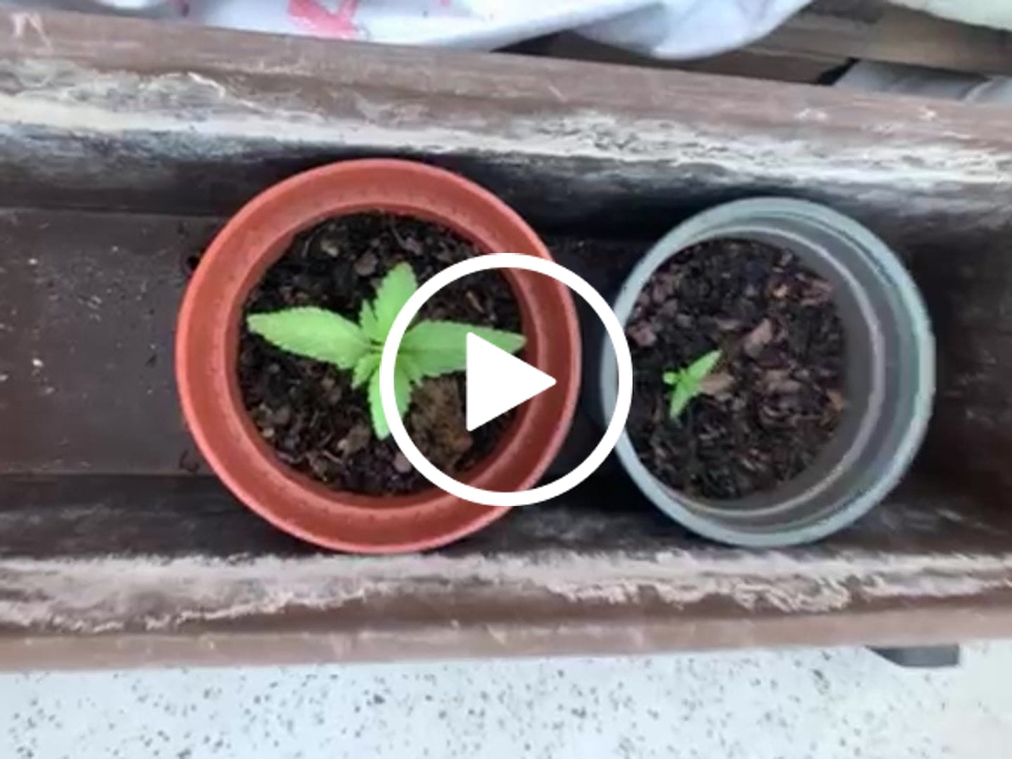 Customer video review of Cookies 040 Cannabis Samen, Feminisierte Autoflowering Indica Samen für den Eigenanbau