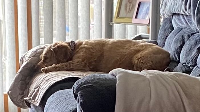 Customer photo review of IcyNap | Ice-Silk Continuous Cooling Dog Cooling Mat