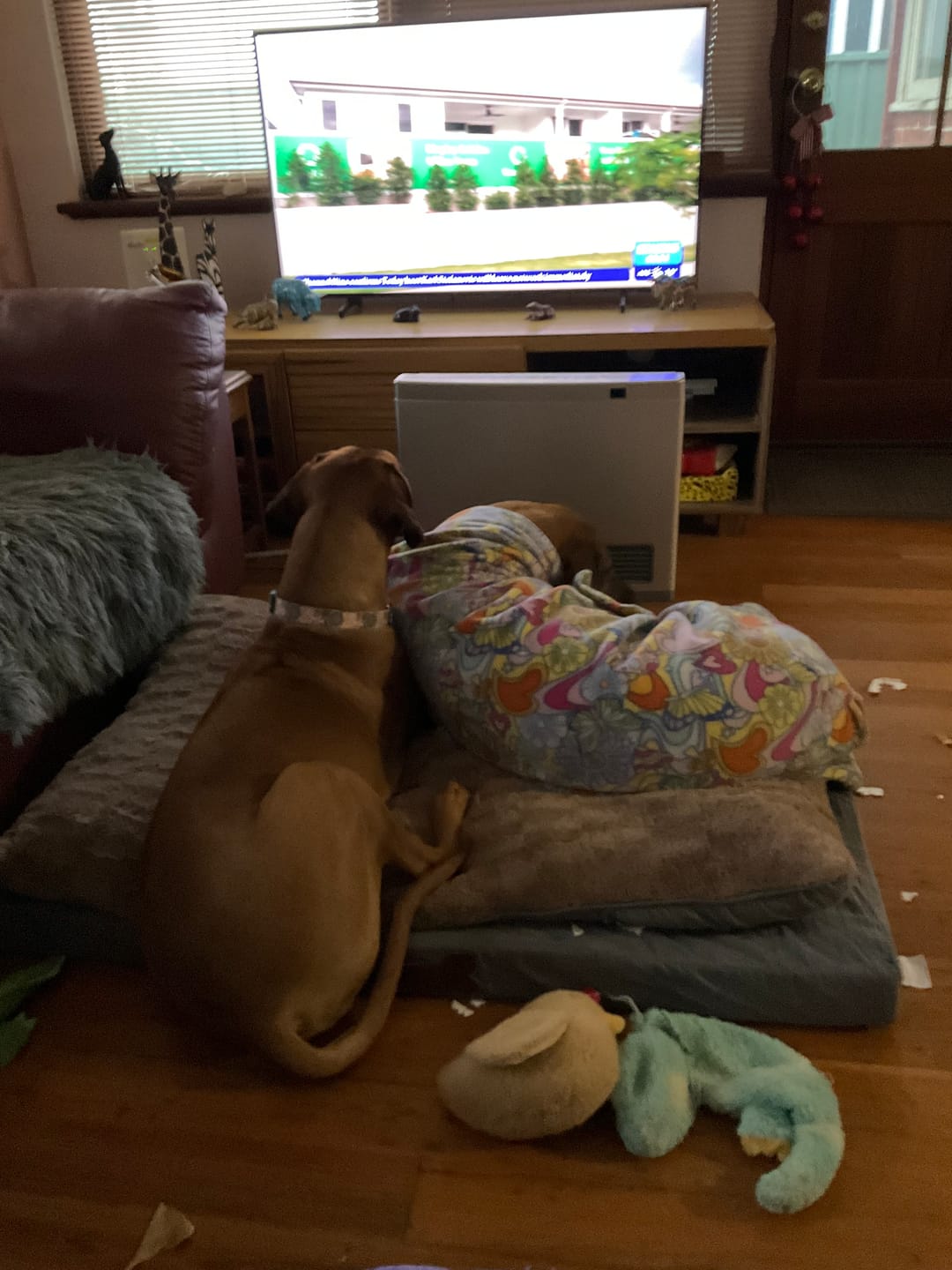 Customer photo review of Dog Memory Foam Mattress