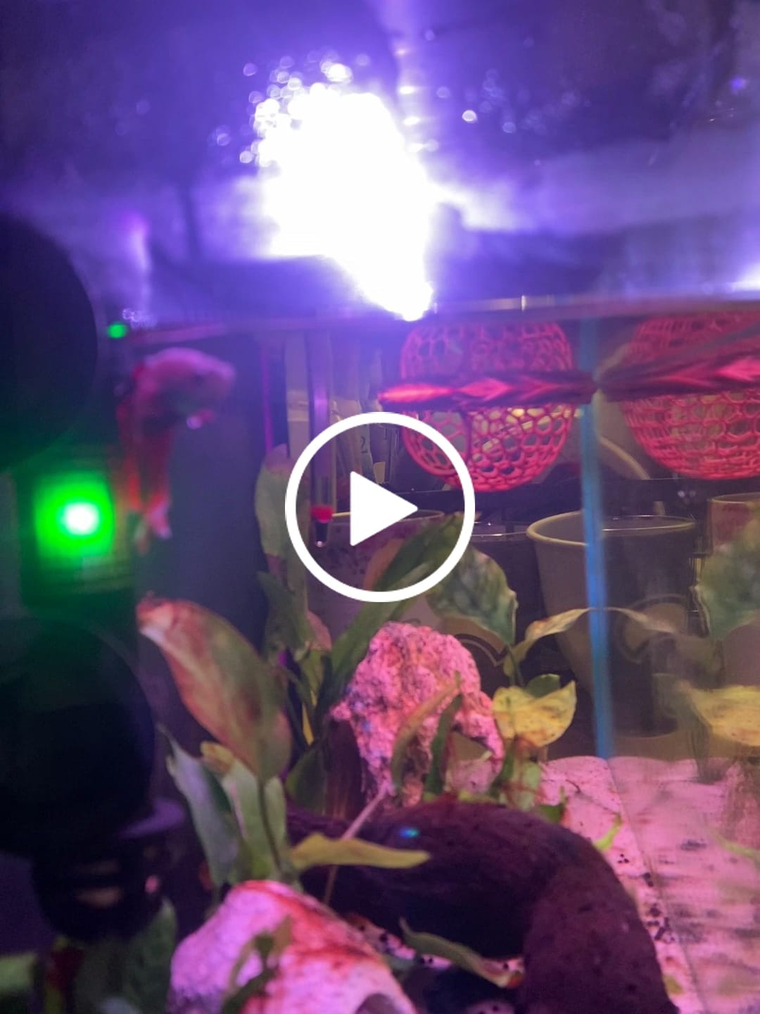 Customer video review of Purple Halfmoon Male Betta Fish | Grower's Pick