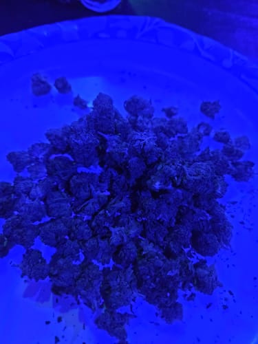 Garlic Cookies Indoor - Bulk - Hybrid photo review