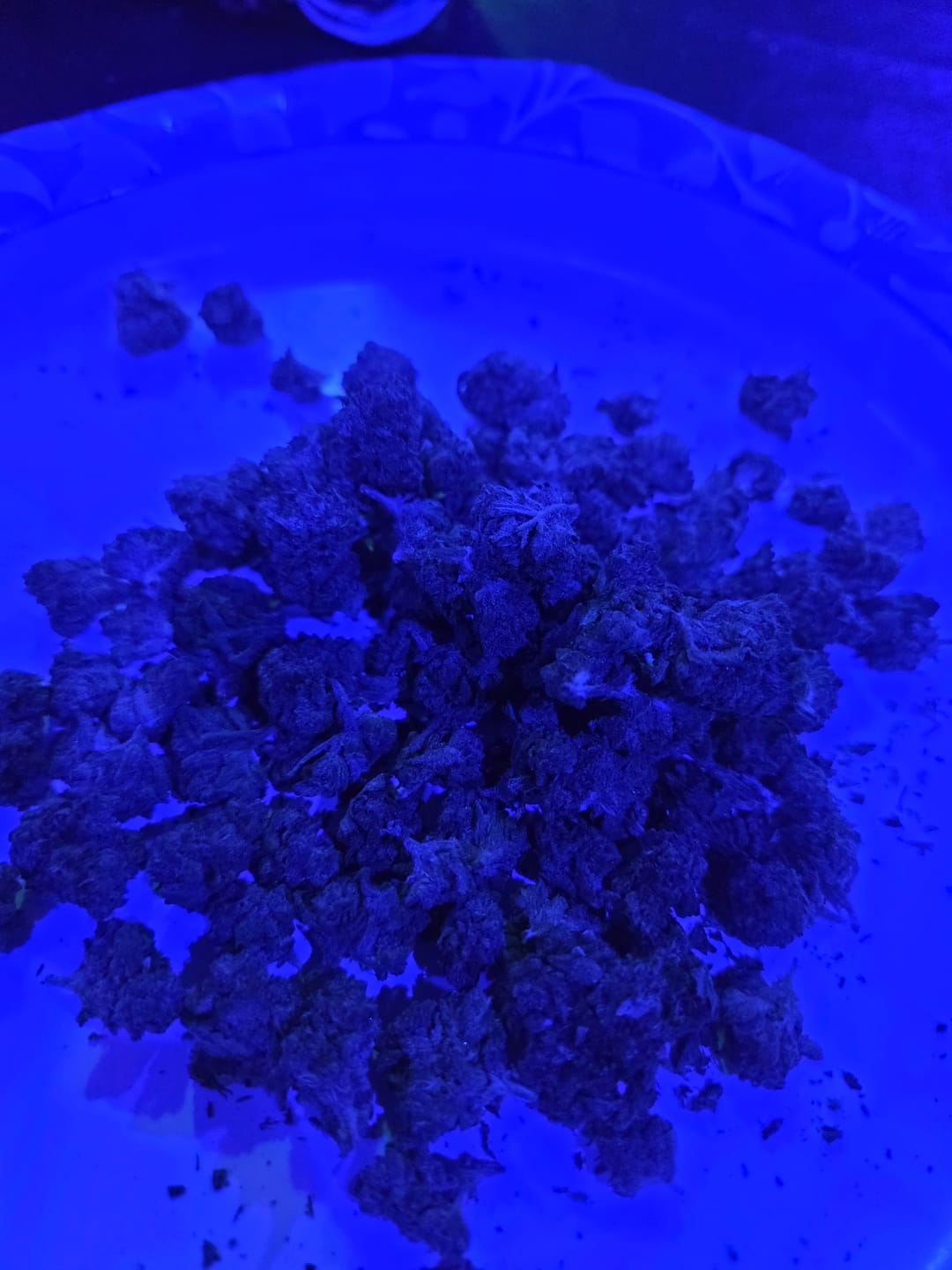 Customer photo review of Garlic Cookies Indoor - Bulk - Hybrid