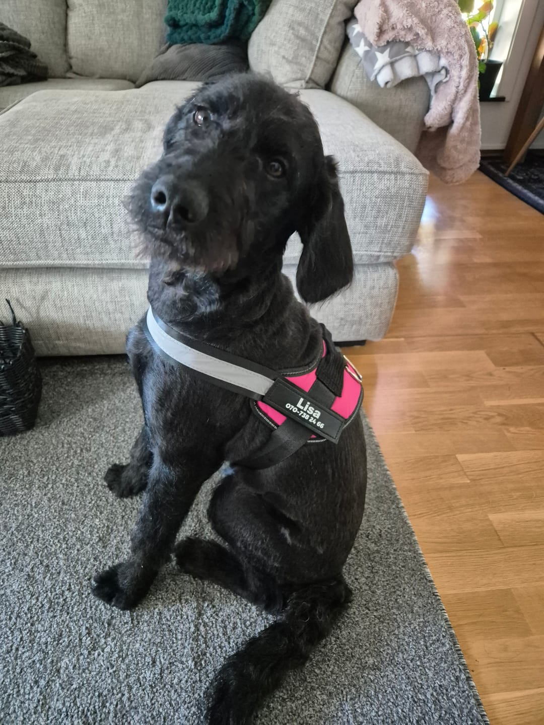 Customer photo review of Personlig Hundsele med Namn & Telefonnummer