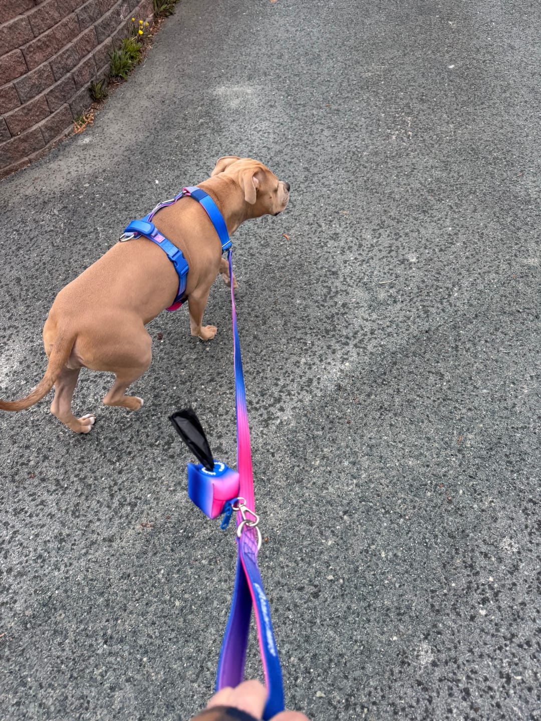 Customer photo review of Comfort Control Dog Collars