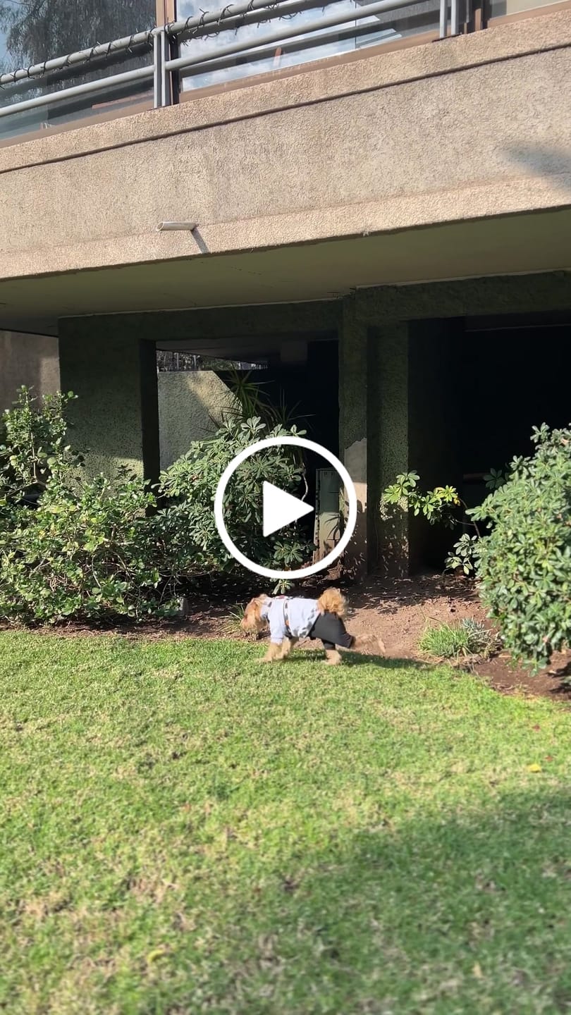 Customer video review of Poleron Altitud Gris
