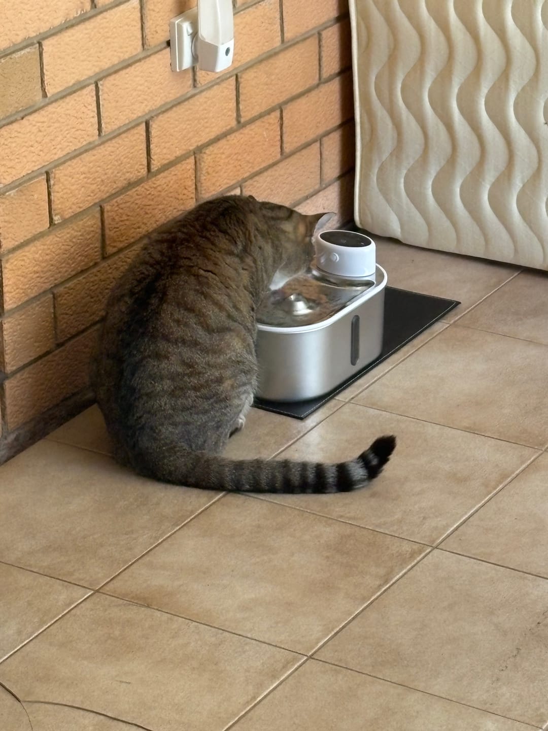 Customer photo review of Petbuds Flow Pet Drinking Fountain