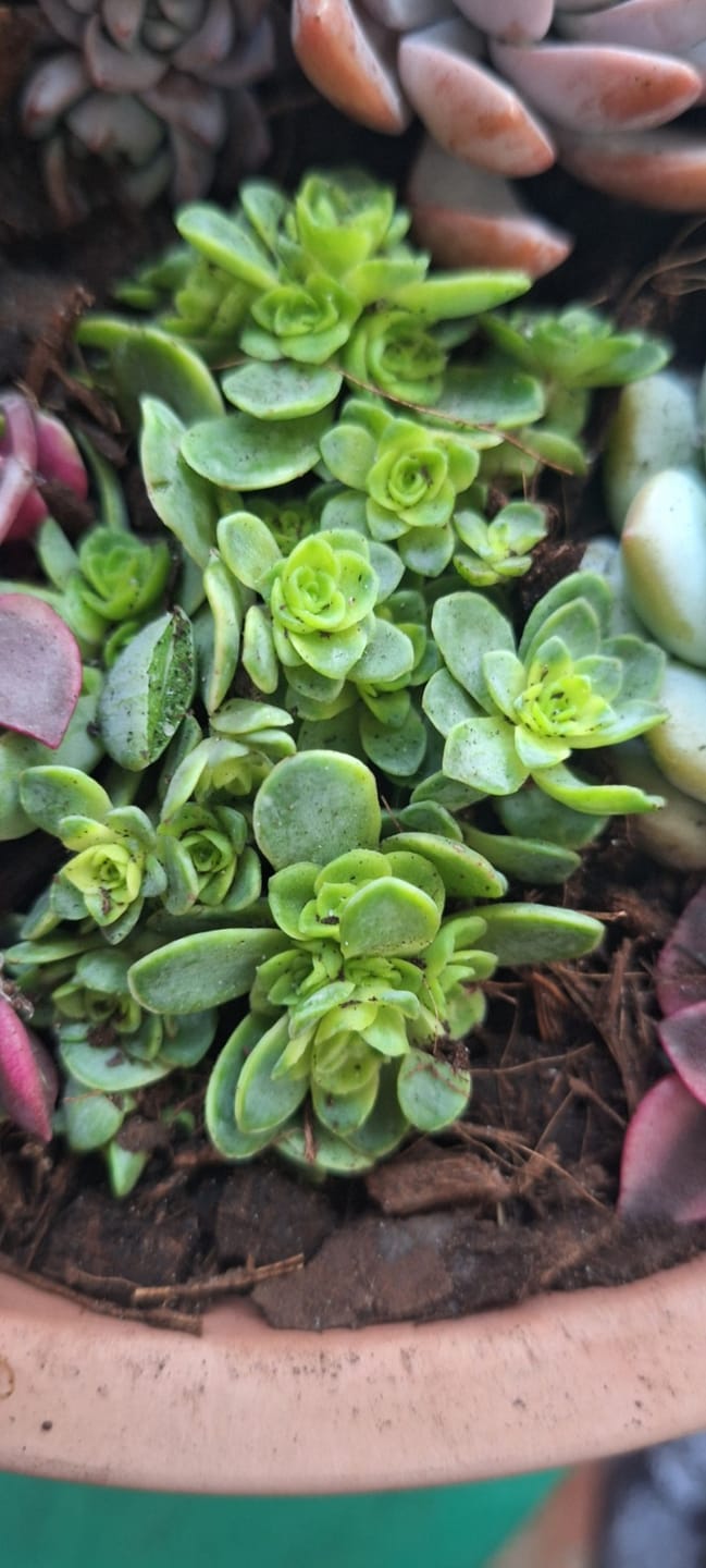 Customer photo review of Greenovia Dodrentalis Variegated