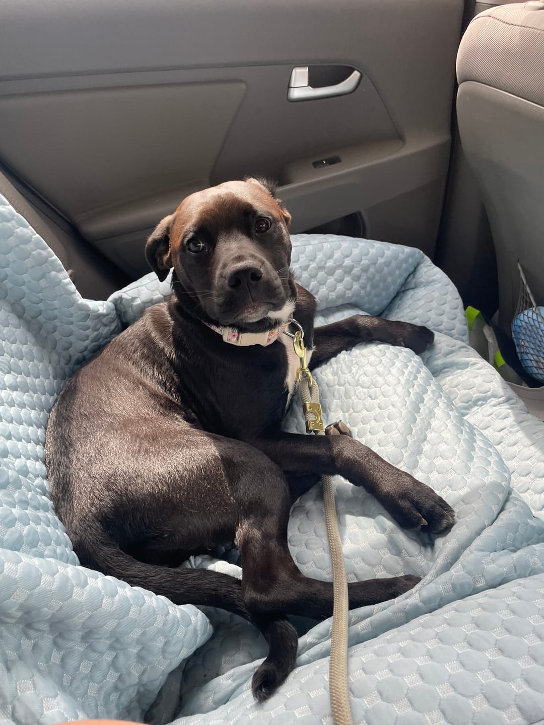 Customer photo review of Frostcore™ Dog Cooling Car Seat Bed - Ash Blue