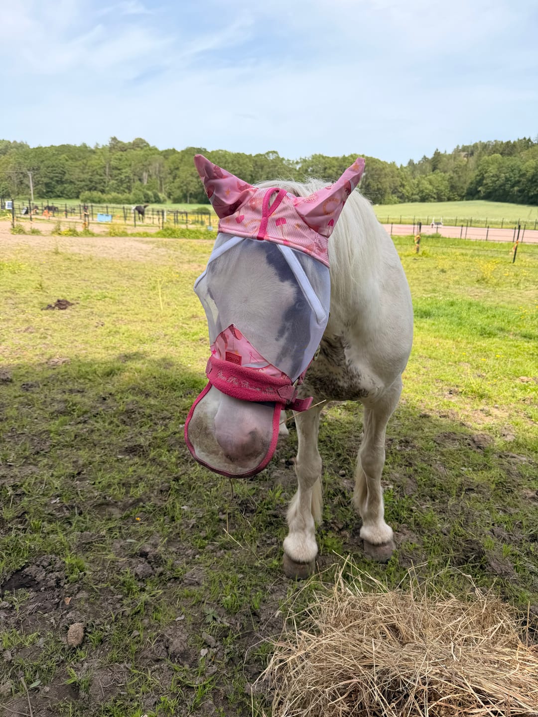 Customer photo review of NEW Country Star Fly Mask