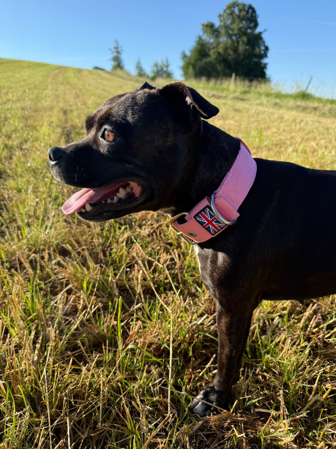 Customer photo review of Staffordshire Bull Terrier 1935® Nylon Collar - Baby Pink
